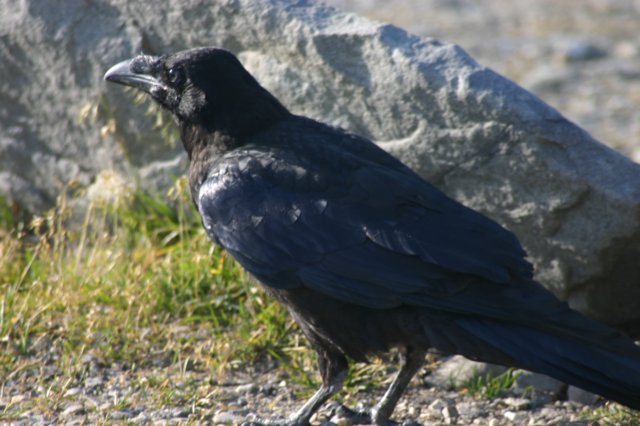 img_5081.jpg