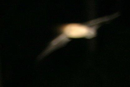 IMG_3868a.jpg