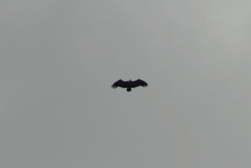 IMG_3923a.jpg