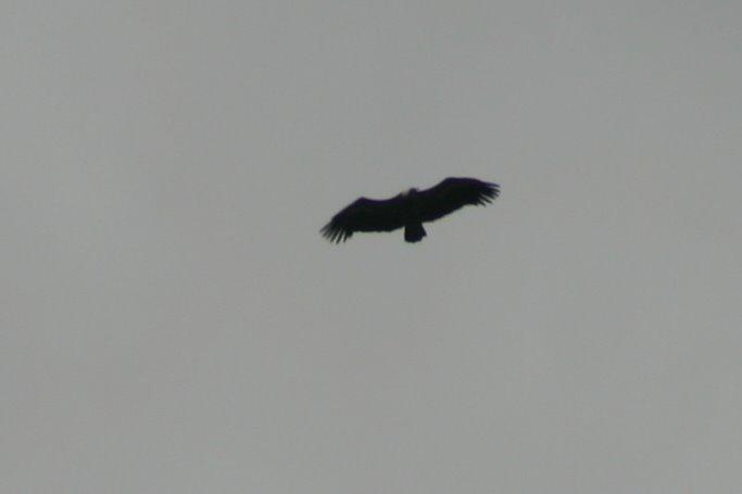 IMG_3924a.jpg