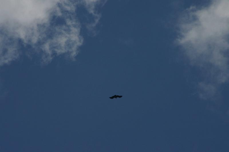IMG_3925a.jpg