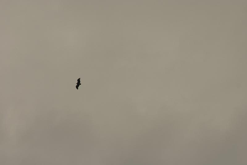 IMG_3953a.jpg