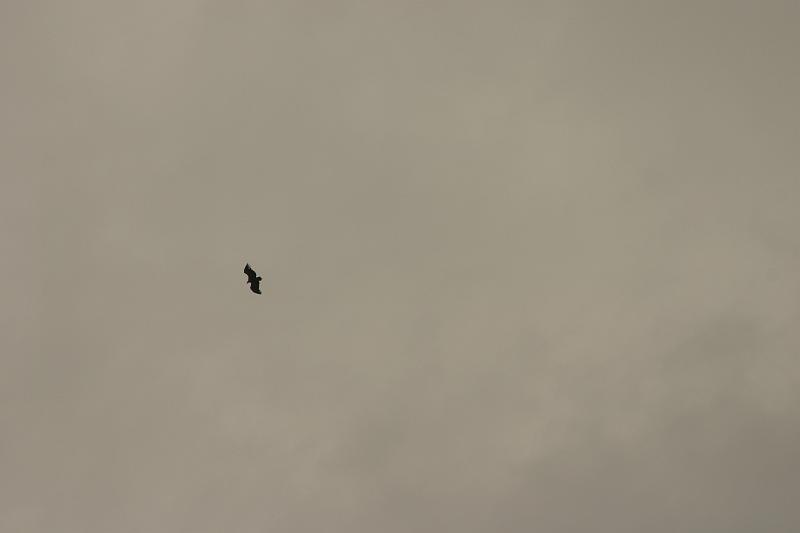 IMG_3954a.jpg