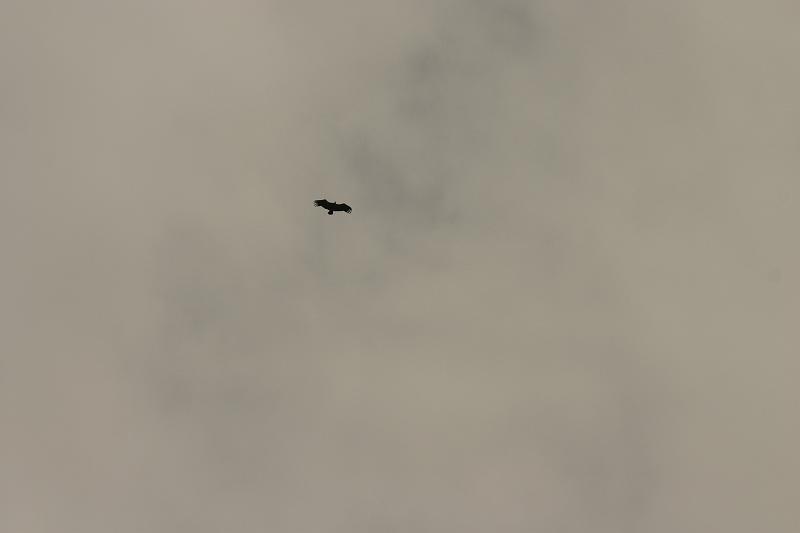 IMG_3958a.jpg