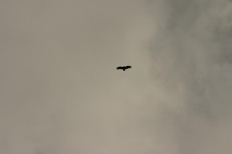 IMG_3959a.jpg