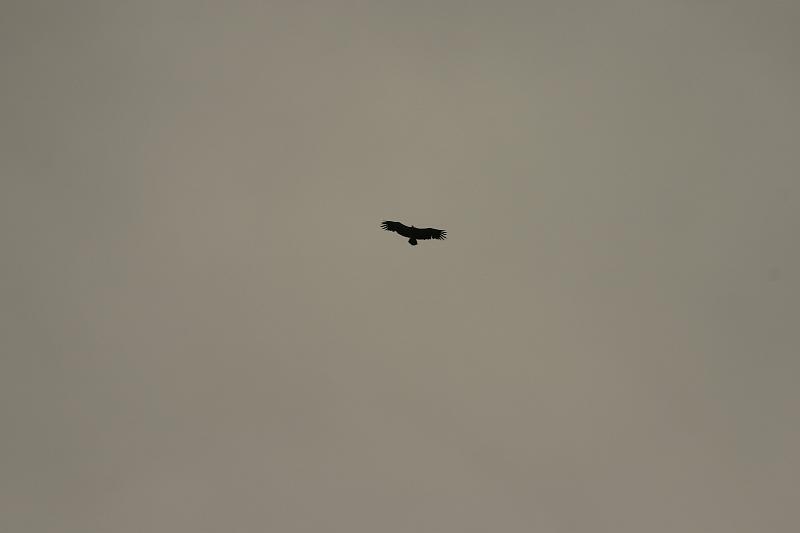 IMG_3960a.jpg