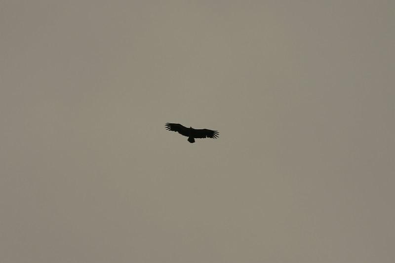 IMG_3960b.jpg