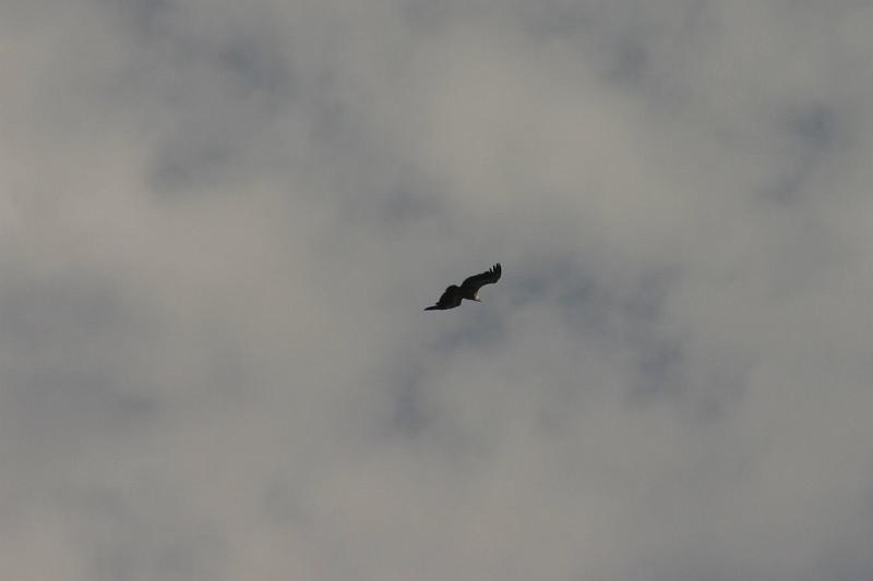 IMG_3967a.jpg
